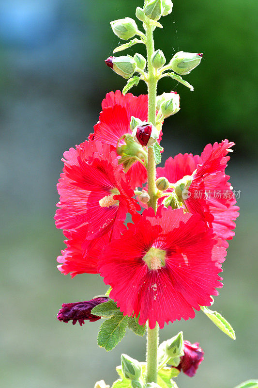 蜀葵/蜀葵花